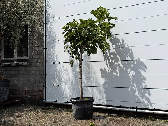Vijgenboom laagstam - ficus carica - hoogte ca. 180 cm - afbeelding 2 van  3