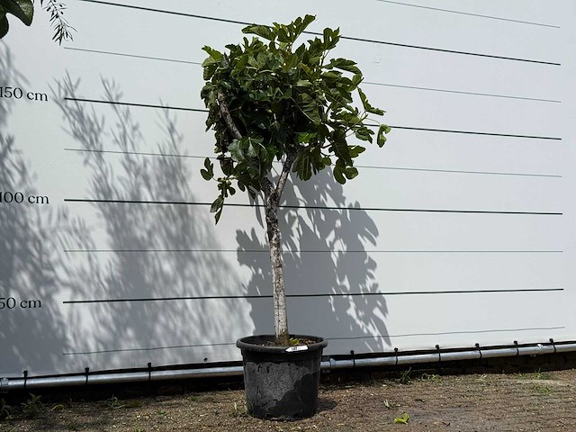 Vijgenboom laagstam - ficus carica - hoogte ca. 180 cm - afbeelding 3 van  3