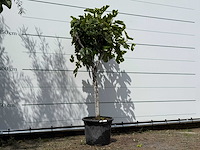 Vijgenboom laagstam - ficus carica - hoogte ca. 180 cm - afbeelding 3 van  3