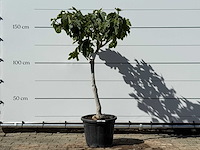 Vijgenboom laagstam xl - ficus carica - hoogte ca. 150 cm - afbeelding 1 van  4