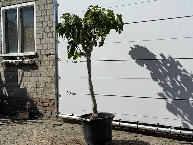 Vijgenboom laagstam xl - ficus carica - hoogte ca. 150 cm - afbeelding 2 van  4