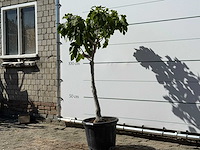 Vijgenboom laagstam xl - ficus carica - hoogte ca. 150 cm - afbeelding 2 van  4