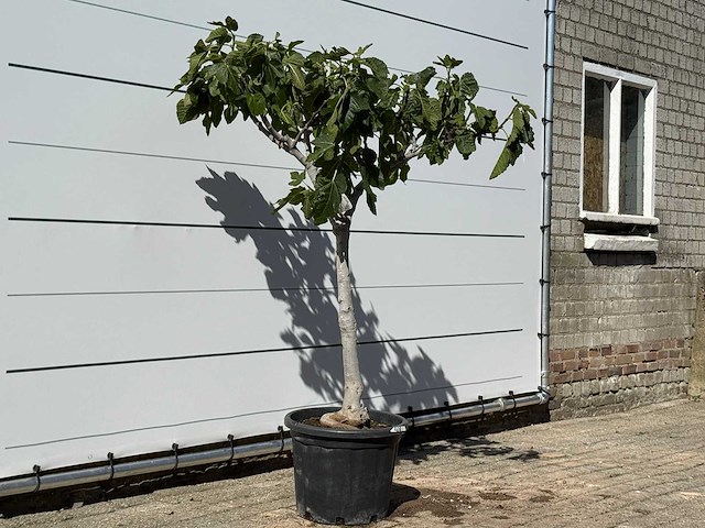 Vijgenboom laagstam xl - ficus carica - hoogte ca. 150 cm - afbeelding 3 van  4