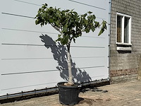 Vijgenboom laagstam xl - ficus carica - hoogte ca. 150 cm - afbeelding 3 van  4