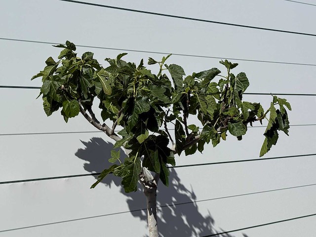 Vijgenboom laagstam xl - ficus carica - hoogte ca. 150 cm - afbeelding 4 van  4