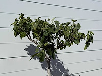 Vijgenboom laagstam xl - ficus carica - hoogte ca. 150 cm - afbeelding 4 van  4