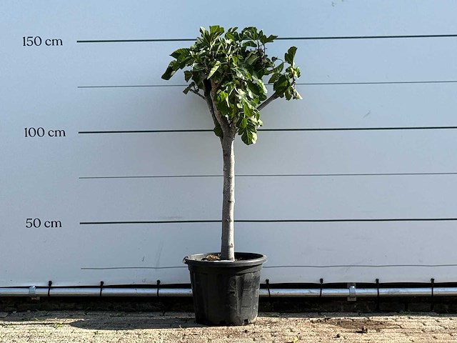 Vijgenboom laagstam xl - ficus carica - hoogte ca. 150 cm - afbeelding 1 van  3