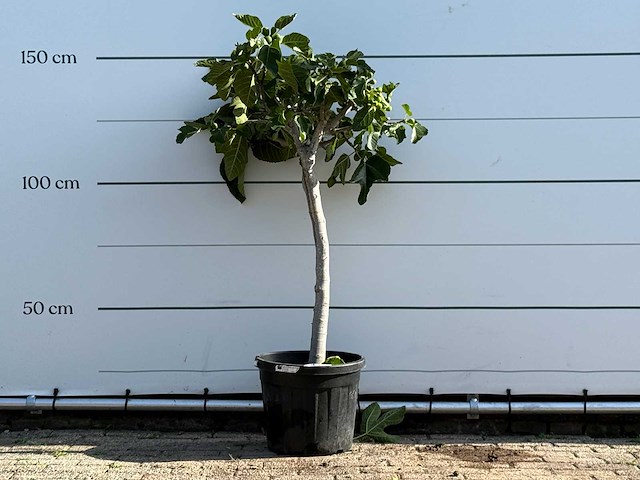 Vijgenboom laagstam xl - ficus carica - hoogte ca. 150 cm - afbeelding 1 van  3