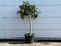 Vijgenboom laagstam xl - ficus carica - hoogte ca. 150 cm - afbeelding 1 van  3