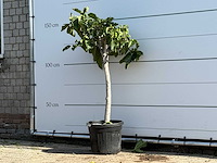 Vijgenboom laagstam xl - ficus carica - hoogte ca. 150 cm - afbeelding 2 van  3