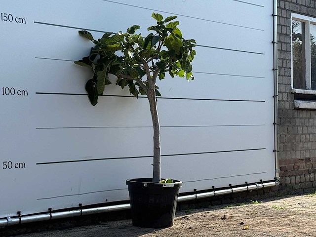 Vijgenboom laagstam xl - ficus carica - hoogte ca. 150 cm - afbeelding 3 van  3