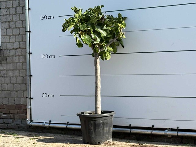 Vijgenboom laagstam xl - ficus carica - hoogte ca. 150 cm - afbeelding 1 van  2