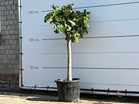 Vijgenboom laagstam xl - ficus carica - hoogte ca. 150 cm - afbeelding 1 van  2