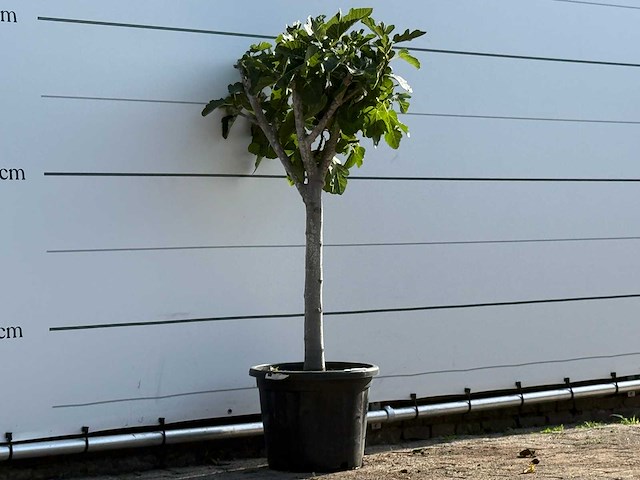 Vijgenboom laagstam xl - ficus carica - hoogte ca. 150 cm - afbeelding 2 van  2