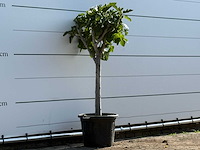 Vijgenboom laagstam xl - ficus carica - hoogte ca. 150 cm - afbeelding 2 van  2