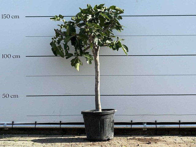 Vijgenboom laagstam xl - ficus carica - hoogte ca. 150 cm - afbeelding 1 van  3