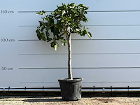 Vijgenboom laagstam xl - ficus carica - hoogte ca. 150 cm - afbeelding 1 van  3