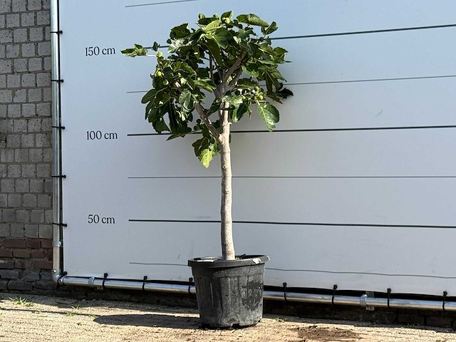 Vijgenboom laagstam xl - ficus carica - hoogte ca. 150 cm - afbeelding 2 van  3