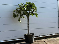 Vijgenboom laagstam xl - ficus carica - hoogte ca. 150 cm - afbeelding 3 van  3