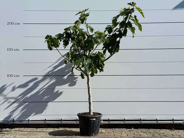 Vijgenboom laagstam xl - ficus carica - hoogte ca. 150 cm - afbeelding 1 van  4