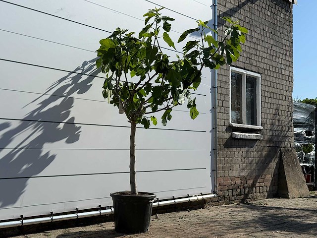Vijgenboom laagstam xl - ficus carica - hoogte ca. 150 cm - afbeelding 2 van  4