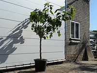 Vijgenboom laagstam xl - ficus carica - hoogte ca. 150 cm - afbeelding 2 van  4