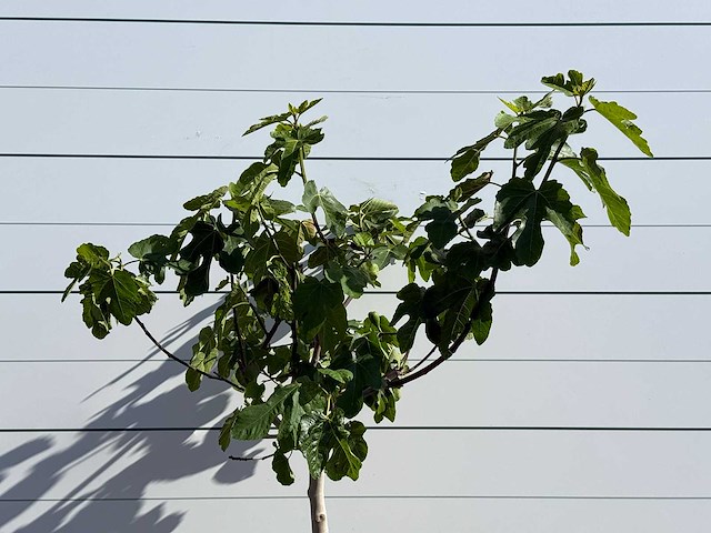 Vijgenboom laagstam xl - ficus carica - hoogte ca. 150 cm - afbeelding 3 van  4