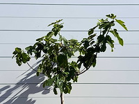Vijgenboom laagstam xl - ficus carica - hoogte ca. 150 cm - afbeelding 3 van  4
