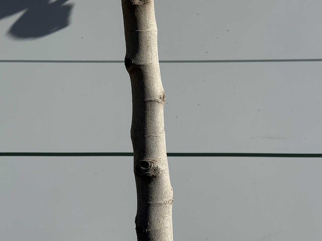 Vijgenboom laagstam xl - ficus carica - hoogte ca. 150 cm - afbeelding 4 van  4