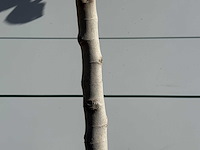 Vijgenboom laagstam xl - ficus carica - hoogte ca. 150 cm - afbeelding 4 van  4