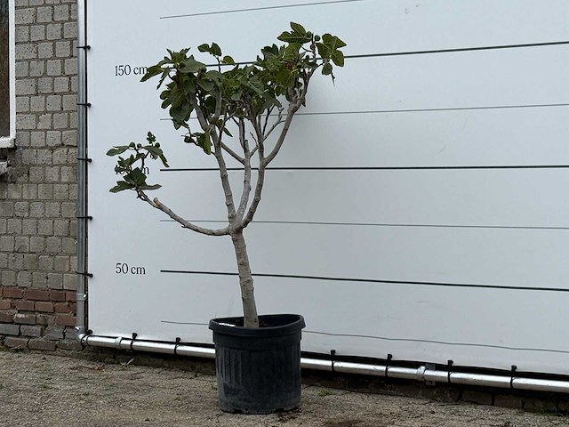 Vijgenboom laagstam xl - ficus carica - hoogte ca. 150 cm - afbeelding 1 van  1