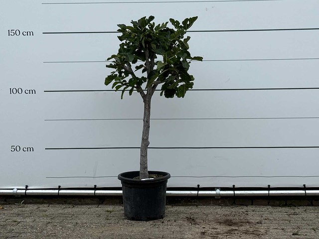 Vijgenboom laagstam xl - ficus carica - hoogte ca. 150 cm - afbeelding 1 van  3