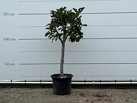 Vijgenboom laagstam xl - ficus carica - hoogte ca. 150 cm - afbeelding 1 van  3
