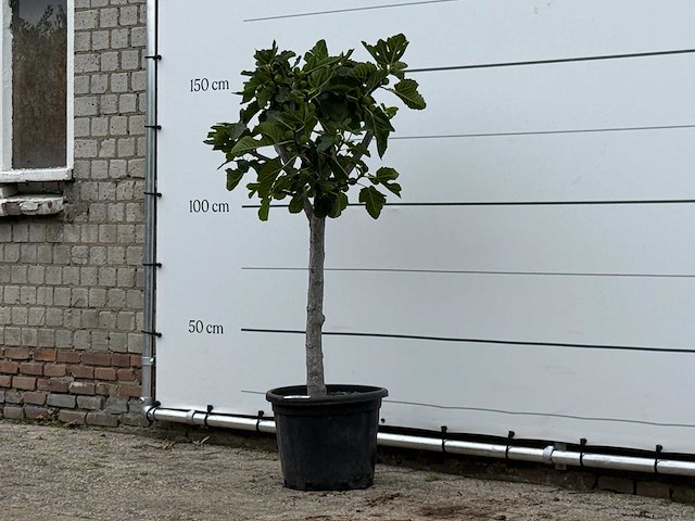 Vijgenboom laagstam xl - ficus carica - hoogte ca. 150 cm - afbeelding 2 van  3