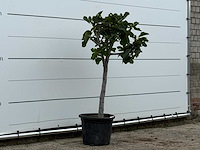 Vijgenboom laagstam xl - ficus carica - hoogte ca. 150 cm - afbeelding 3 van  3