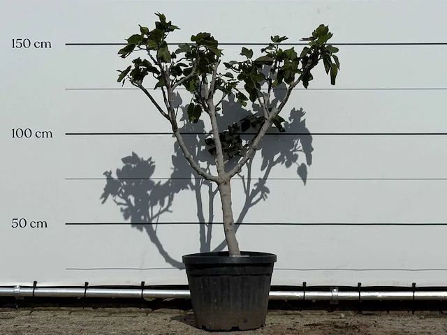 Vijgenboom laagstam xl - ficus carica - hoogte ca. 150 cm - afbeelding 1 van  3