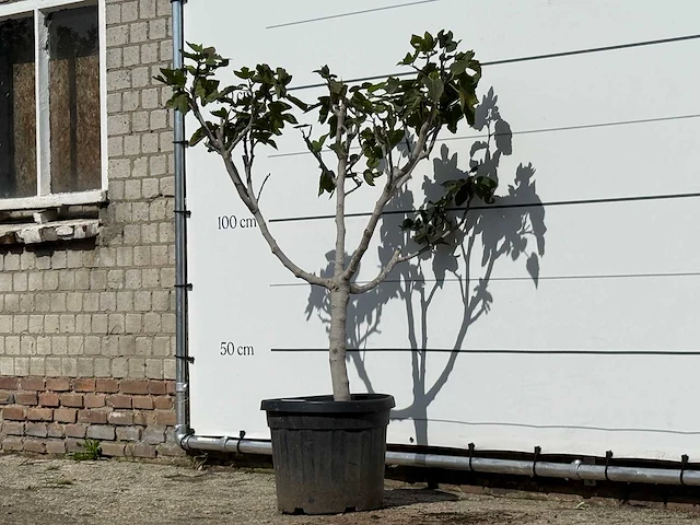Vijgenboom laagstam xl - ficus carica - hoogte ca. 150 cm - afbeelding 2 van  3