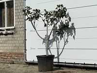 Vijgenboom laagstam xl - ficus carica - hoogte ca. 150 cm - afbeelding 2 van  3