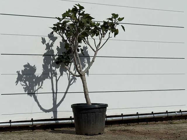 Vijgenboom laagstam xl - ficus carica - hoogte ca. 150 cm - afbeelding 3 van  3