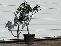Vijgenboom laagstam xl - ficus carica - hoogte ca. 150 cm - afbeelding 3 van  3