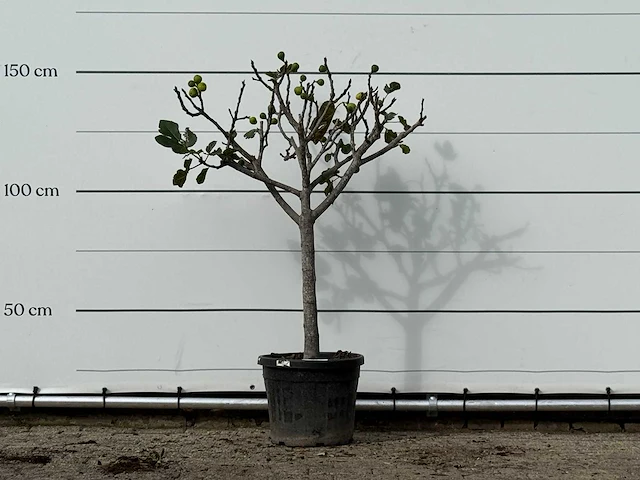 Vijgenboom laagstam xl - ficus carica - hoogte ca. 150 cm - afbeelding 1 van  4