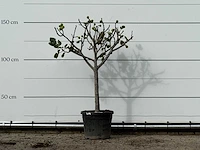 Vijgenboom laagstam xl - ficus carica - hoogte ca. 150 cm