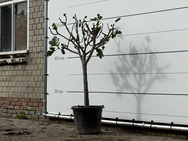Vijgenboom laagstam xl - ficus carica - hoogte ca. 150 cm - afbeelding 2 van  4