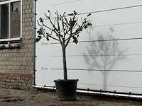 Vijgenboom laagstam xl - ficus carica - hoogte ca. 150 cm - afbeelding 2 van  4