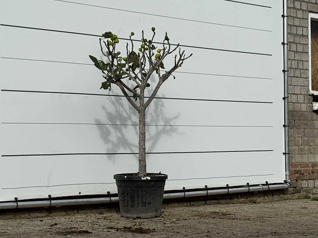 Vijgenboom laagstam xl - ficus carica - hoogte ca. 150 cm - afbeelding 3 van  4