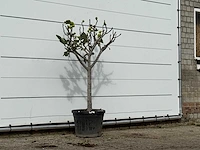 Vijgenboom laagstam xl - ficus carica - hoogte ca. 150 cm - afbeelding 3 van  4