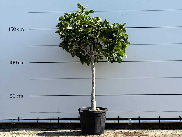 Vijgenboom laagstam xl - ficus carica - hoogte ca. 170 cm - afbeelding 1 van  3