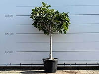 Vijgenboom laagstam xl - ficus carica - hoogte ca. 170 cm - afbeelding 1 van  3