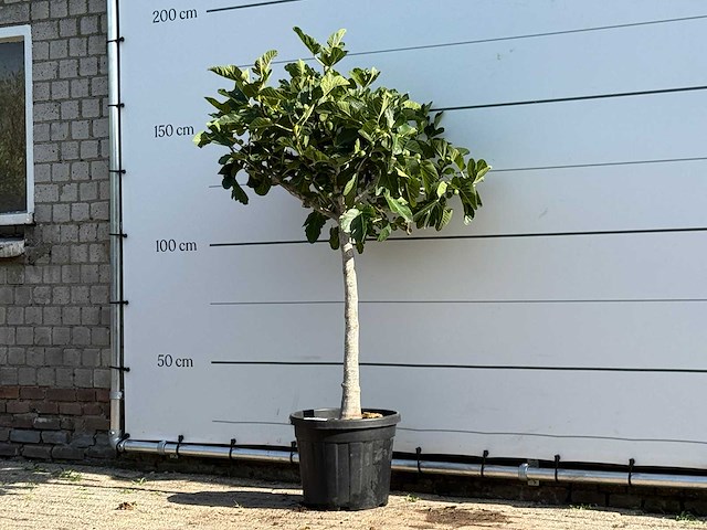 Vijgenboom laagstam xl - ficus carica - hoogte ca. 170 cm - afbeelding 2 van  3
