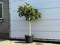 Vijgenboom laagstam xl - ficus carica - hoogte ca. 170 cm - afbeelding 2 van  3